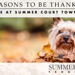 reasons to be thankful for life at Summer Court Townhomes